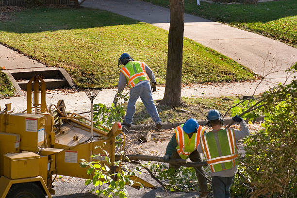 Best Palm Tree Trimming  in USA